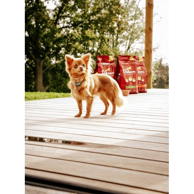 Visavertis pašaras suaugusiems šunims REGULAR MINI su vištiena, mažų veislių / 12 kg 1