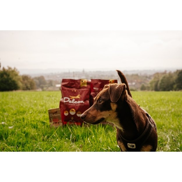 Visavertis pašaras suaugusiems šunims REGULAR PLUS su vištiena / 3 kg 1