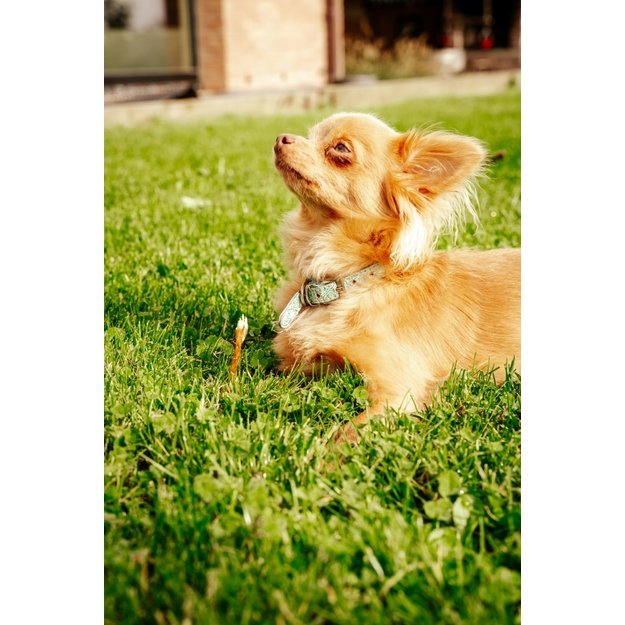 Visavertis pašaras šunims senjorams SENIOR MINI, mažų veislių / 3 kg 1